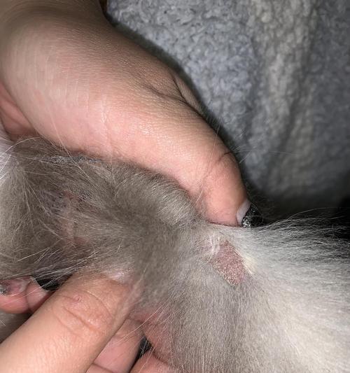 猫咪摔伤后能自行恢复吗？如何帮助受伤的猫咪？