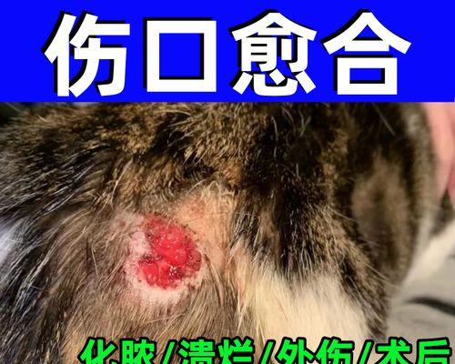 猫咪摔伤后能自行恢复吗？如何帮助受伤的猫咪？