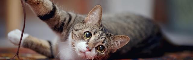 猫咪睡觉时耳朵发热是正常现象吗？原因是什么？