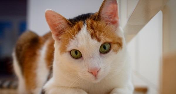 猫咪特别怕人怎么办？如何培养猫咪的信任感？