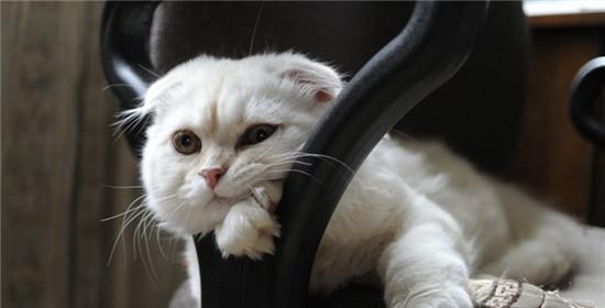 猫咪特别怕人怎么办？如何培养猫咪的信任感？
