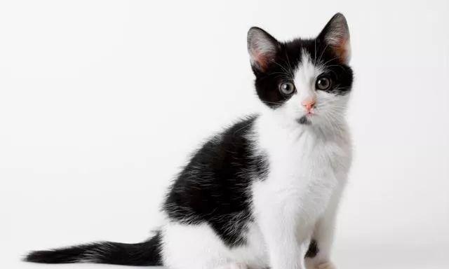 猫咪特别怕人怎么办？如何培养猫咪的信任感？