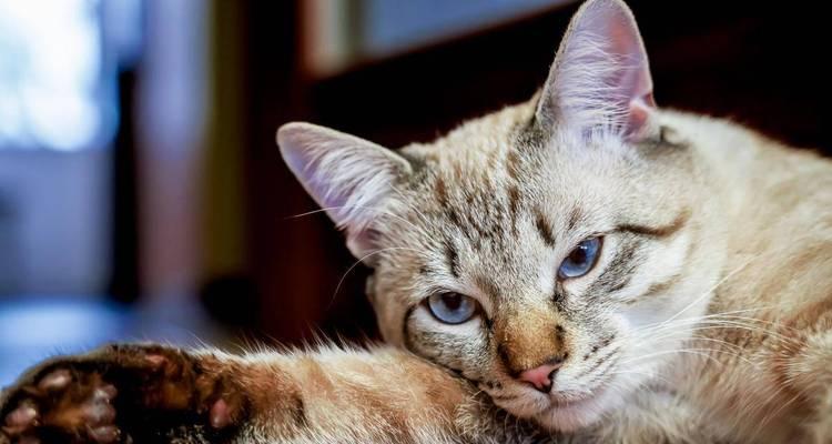 猫咪体外驱虫后没精神是怎么回事？如何解决？
