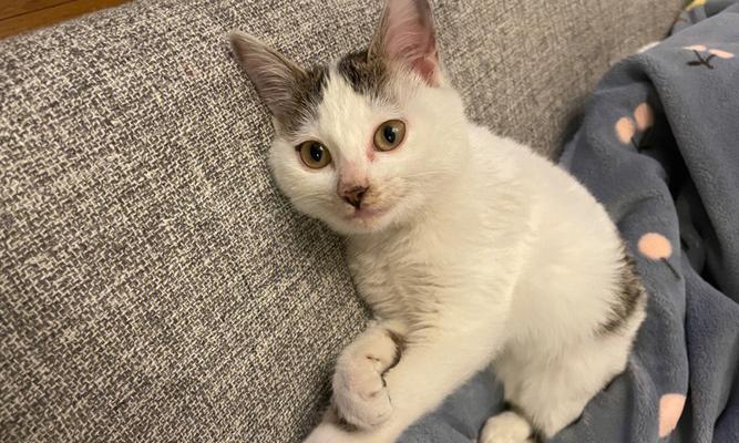 猫咪体外驱虫后没精神是怎么回事？如何解决？