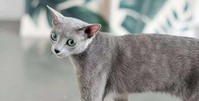 猫咪体重偏轻怎么办？如何判断猫咪是否健康？