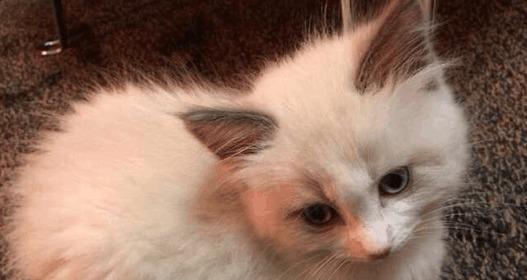 猫咪体重偏轻怎么办？如何判断猫咪是否健康？
