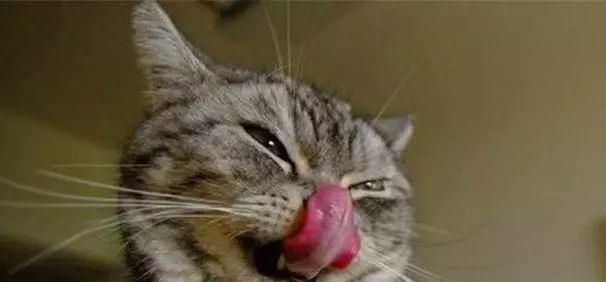 猫咪天生会流口水吗？口水多是健康问题吗？