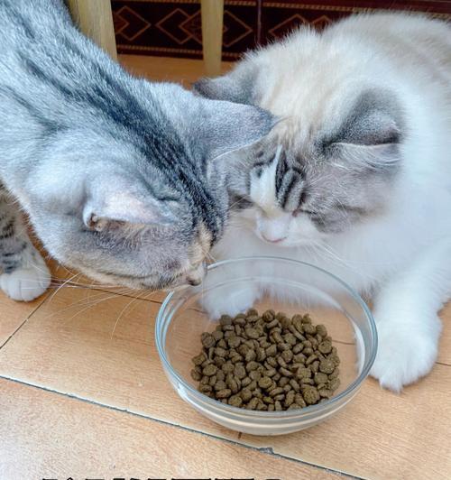 猫咪突然不吃东西怎么办？可能的原因和解决方法是什么？