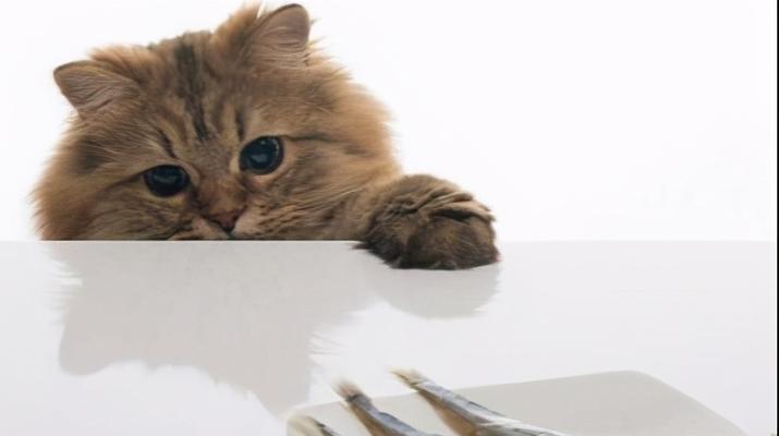 猫咪突然不吃东西怎么办？可能的原因和解决方法是什么？