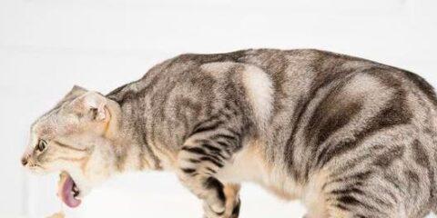 猫咪吐黄水带血丝是怎么回事？如何处理？