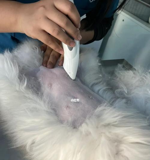 猫咪绝育手术的必要性是什么？手术后如何护理？