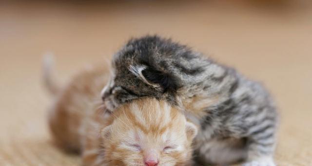猫咪为什么一直舔人？这是爱的表现还是有其他原因？