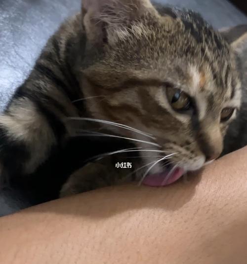 猫咪为什么一直舔人？这是爱的表现还是有其他原因？