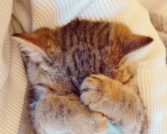 猫咪误食巧克力会有哪些症状？如何应对？