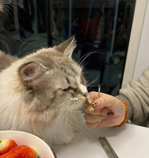 猫咪半夜进食的原因是什么？如何调整它们的饮食习惯？