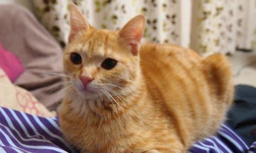 猫咪最喜欢吃的食物有哪些？如何正确喂养宠物猫？