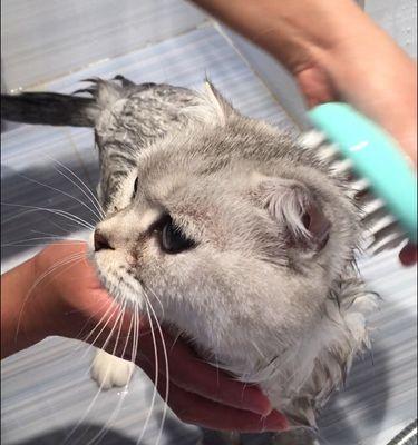 猫咪洗澡时咬人怎么办？有效解决方法有哪些？