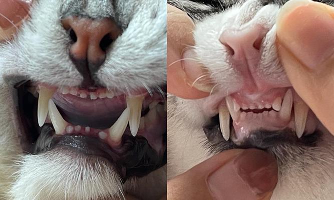 猫咪牙龈炎初期症状有哪些？如何及时发现并处理？