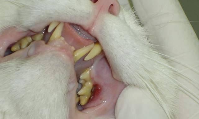 猫咪牙龈炎初期症状有哪些？如何及时发现并处理？