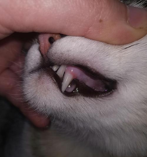 猫咪牙龈炎初期症状有哪些？如何及时发现并处理？