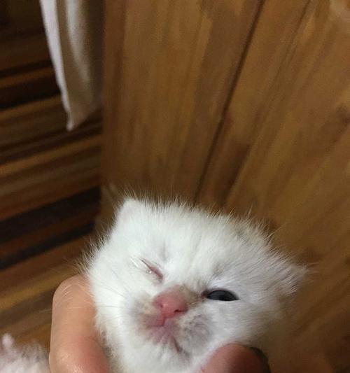 猫咪眼角有眼屎湿的怎么办？常见原因及处理方法是什么？