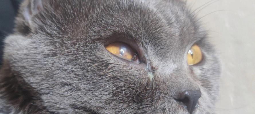猫咪眼角有眼屎湿的怎么办？常见原因及处理方法是什么？