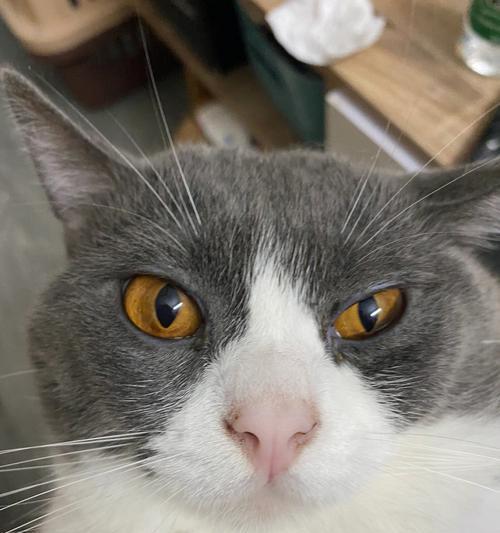 猫咪眼睛滴什么症状？如何判断和处理？