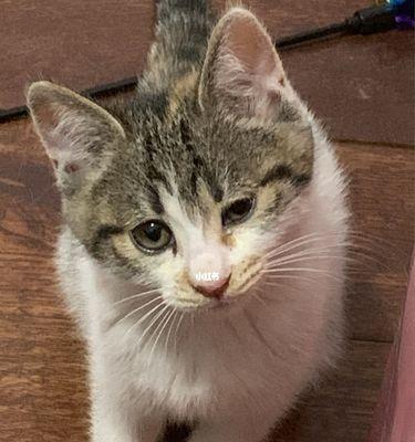 猫咪眼睛滴什么症状？如何判断和处理？