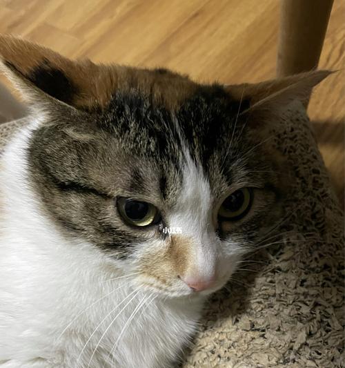 猫咪眼睛滴什么症状？如何判断和处理？