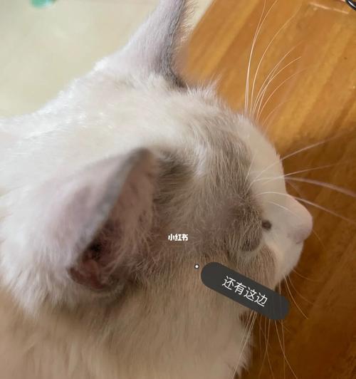 猫咪眼镜上部毛稀疏是怎么回事？如何解决？