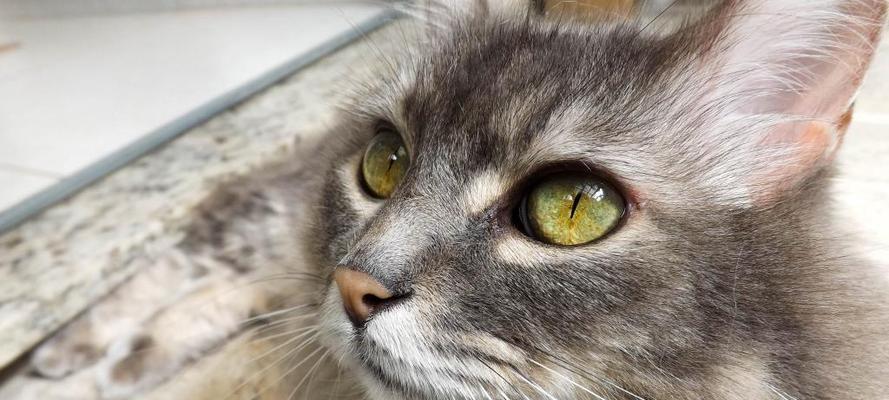 猫咪眼镜上部毛稀疏是怎么回事？如何解决？