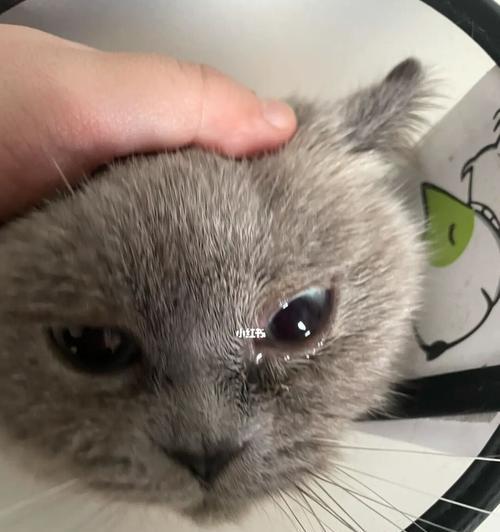 猫咪眼镜上部毛稀疏是怎么回事？如何解决？