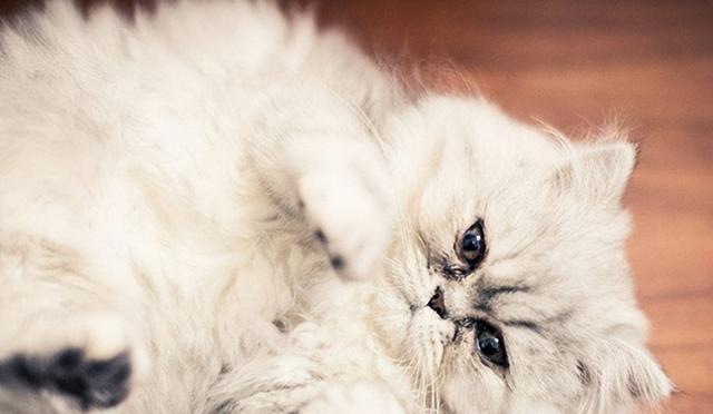 猫咪眼泪多是什么问题？如何解决？