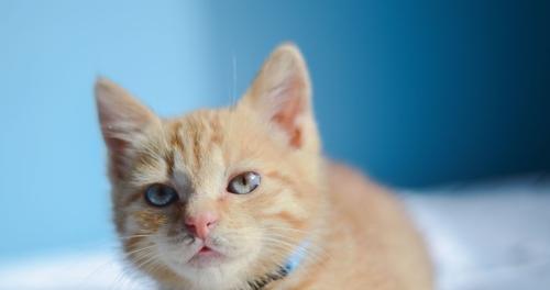 猫咪眼泪多是什么问题？如何解决？
