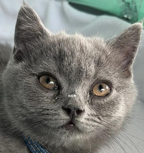 猫咪眼泪多是什么问题？如何解决？