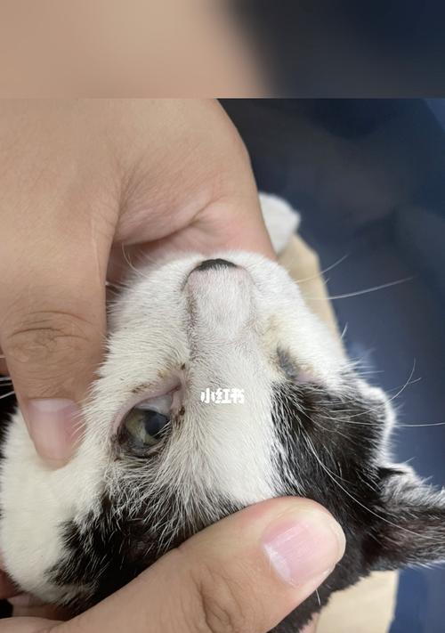 猫咪眼睑内翻手术后需要注意什么？多久能恢复正常？
