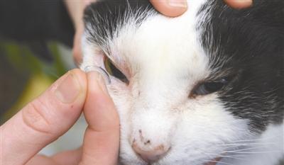 猫咪眼睑内翻手术后需要注意什么？多久能恢复正常？
