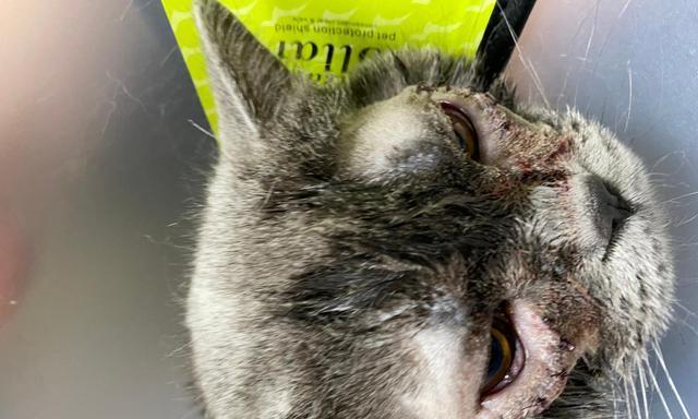 猫咪眼睑内翻手术后需要注意什么？多久能恢复正常？