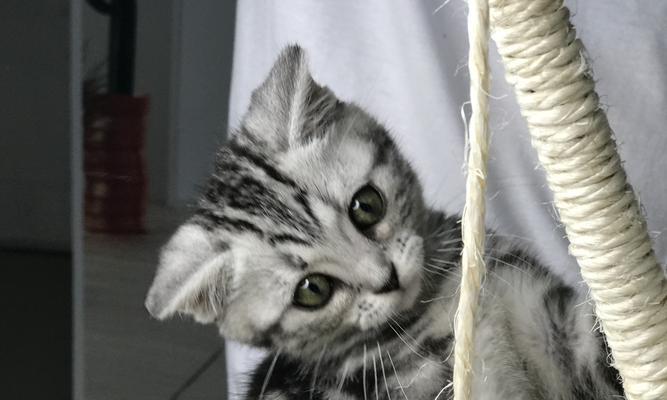猫咪一直咳嗽流眼泪怎么办？常见原因及解决方法是什么？