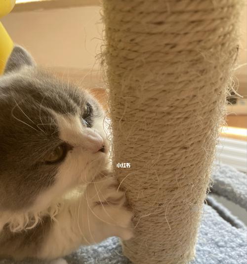 猫咪一直咳嗽流眼泪怎么办？常见原因及解决方法是什么？