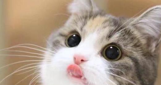 猫咪不停舔舐东西是怎么回事？如何解决？