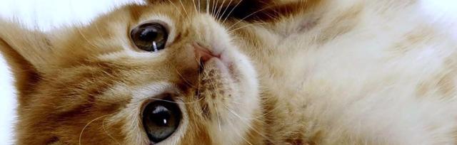 猫咪不停舔舐东西是怎么回事？如何解决？