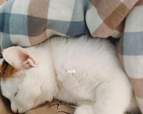 猫咪有安全感的表现是什么？如何判断你的猫咪感到安全？