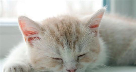 猫咪有安全感的表现是什么？如何判断你的猫咪感到安全？