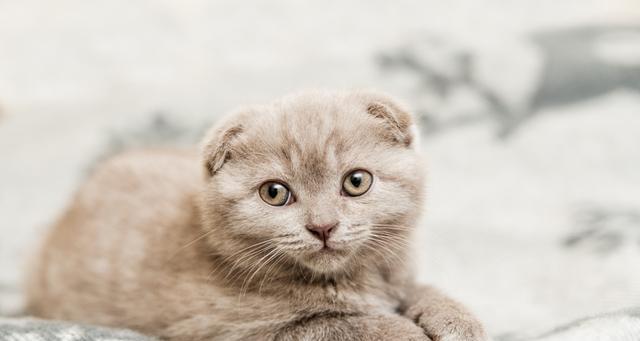 猫咪有安全感的表现是什么？如何判断你的猫咪感到安全？