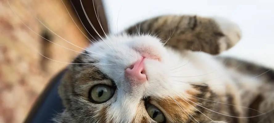 猫咪怎样预防肾衰竭？有效方法有哪些？