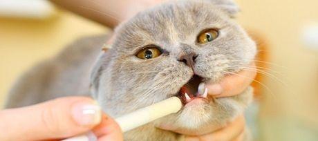 猫咪怎样预防肾衰竭？有效方法有哪些？