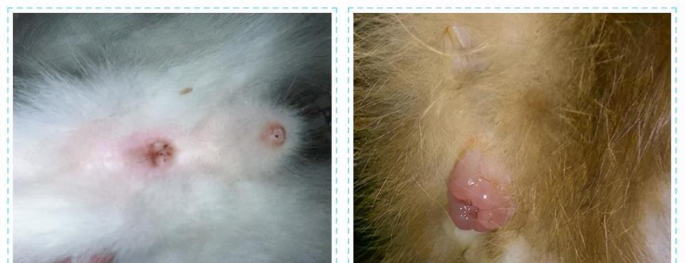 猫咪肛门正常状态是什么样的？如何识别异常肛门图片？