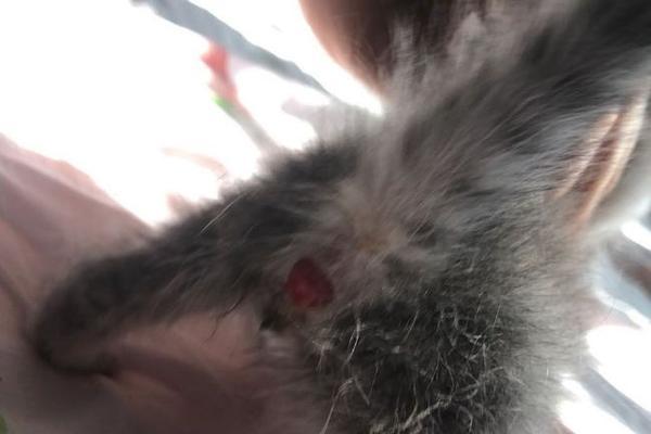 猫咪肛门正常状态是什么样的？如何识别异常肛门图片？