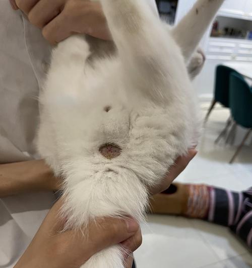 猫咪肛门正常状态是什么样的？如何识别异常肛门图片？